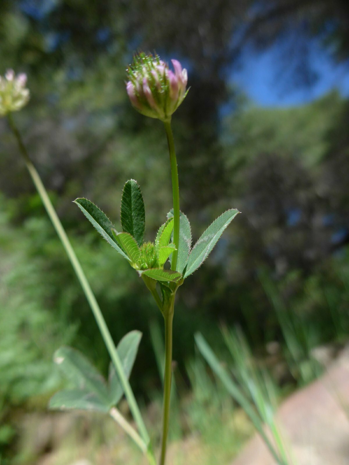 High Resolution Trifolium ciliolatum Leaf